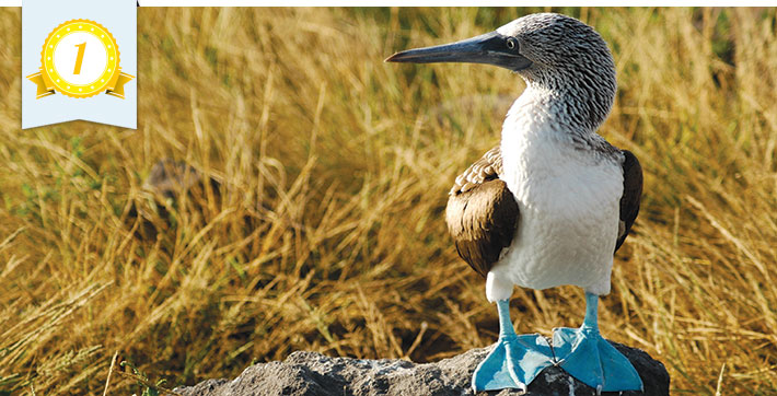 Blue-footed booby