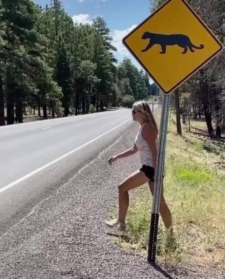 cougar crossing.jpg