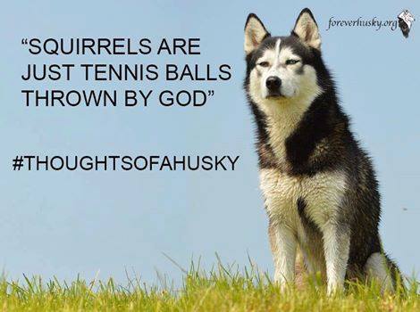 squirrels=tennisballs.jpg