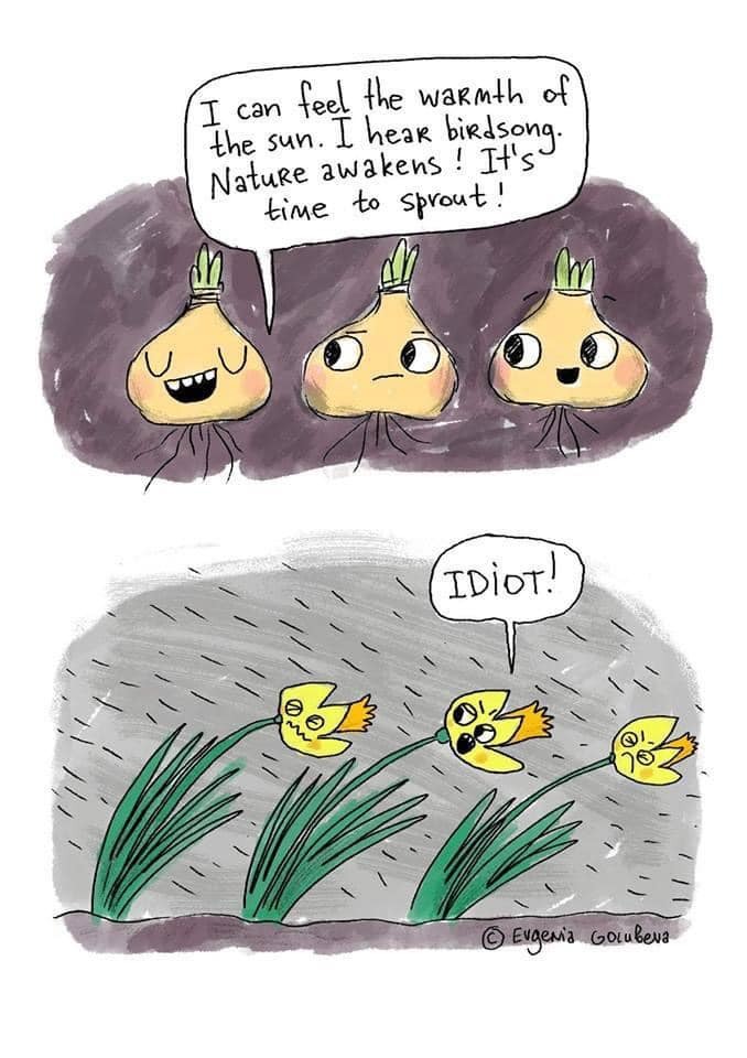 blooming daffodils.jpg