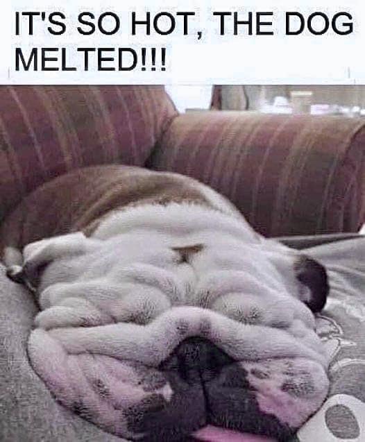 melted dog.jpg