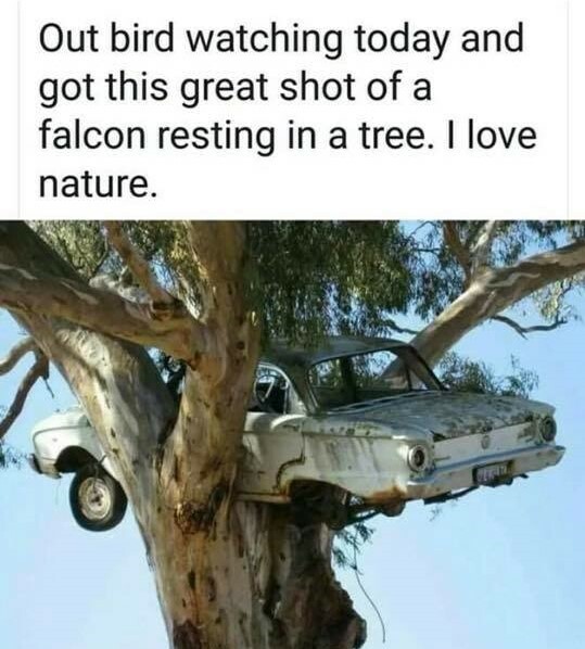 falcon nest.jpg