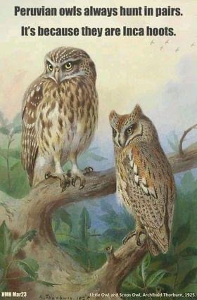 peruvian owls.jpg