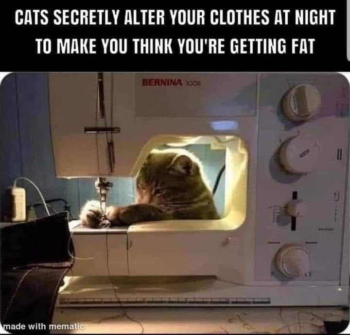 cats alter clothes.jpg