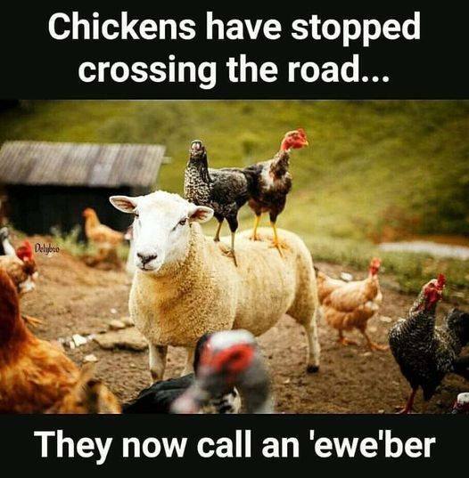 chickens stop crossing the road.jpg