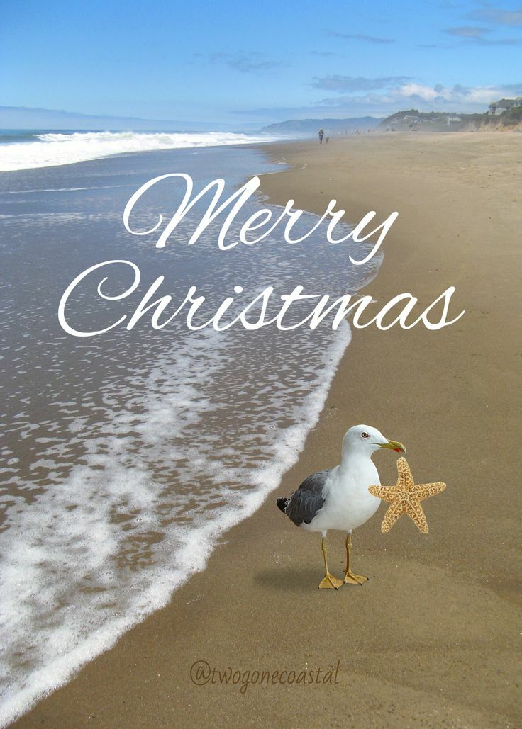 Merry Christmas + seagull.jpg